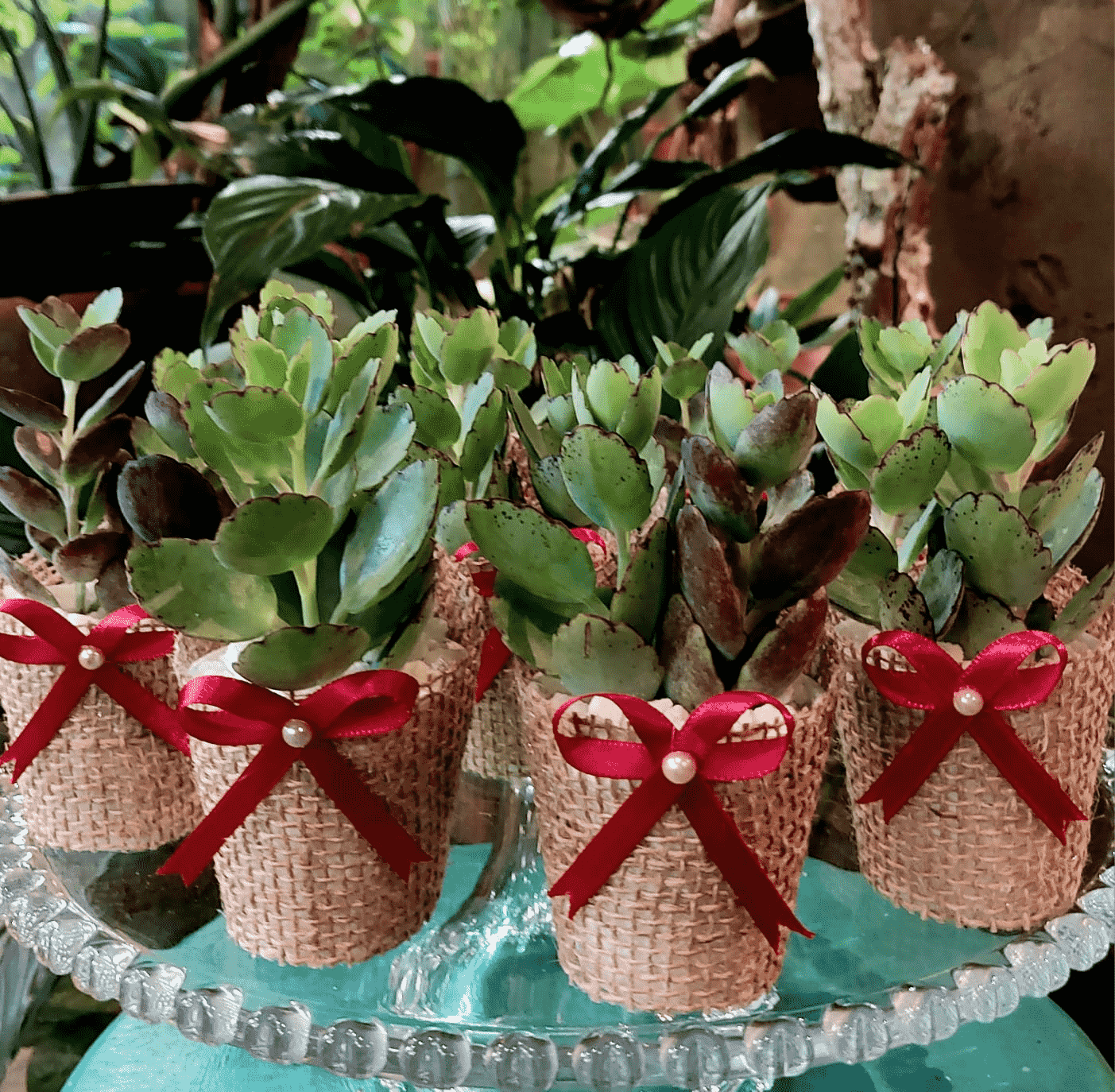 lembrancinha cacto personalizado