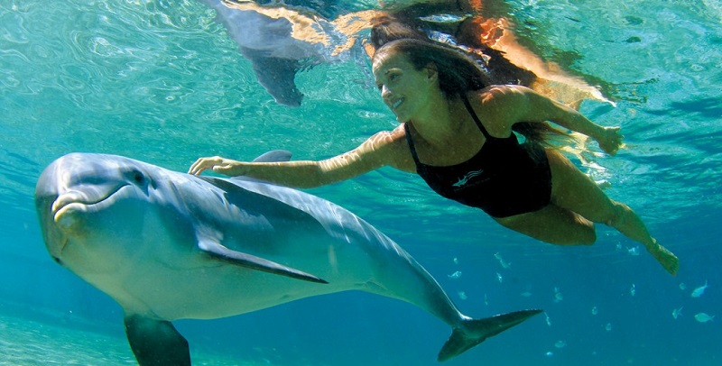 interação com golfinhos cancun